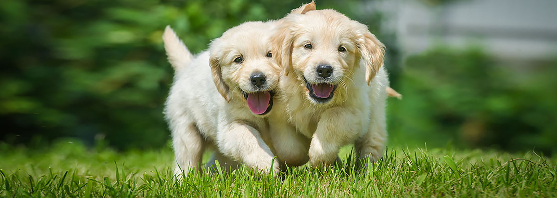 Our Team Country Willow Veterinary Hospital