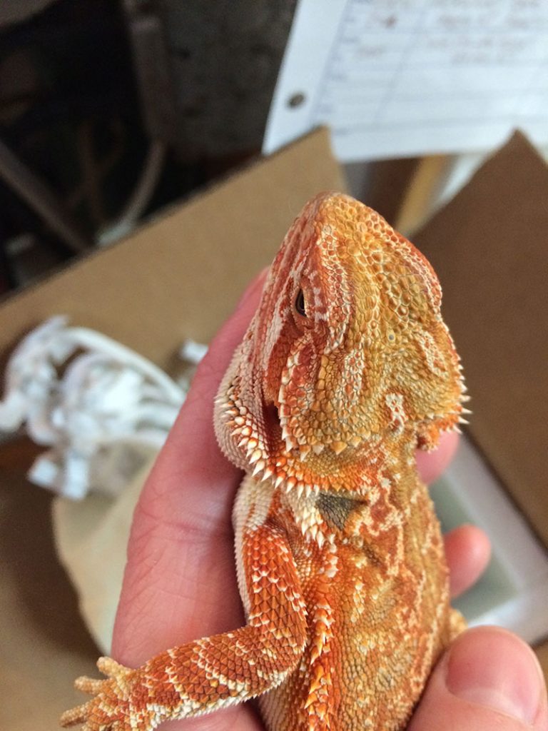 Exotic Pet Services in Warwick, NY Country Willow Veterinary Hospital